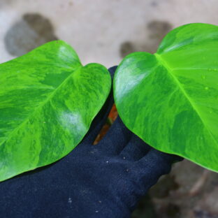 -TGK-r60402-/Monstera deliciosa var, borsigana green on green variegated / モンステラ ボルシギアナ グリーンオングリーン 斑入り