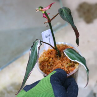 ②/-TGK-r60402-/フィロデンドロン ミカンス 斑入り'ベルベットハロ'/Philodendron micans variegated 'Velvet Halo'