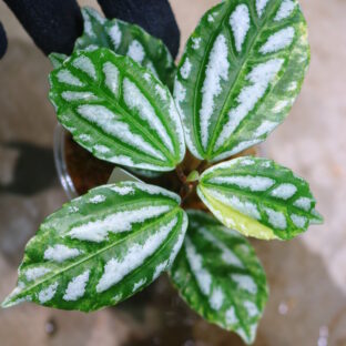 🦍-TGK-r60402-🦍/  Pilea cadierei variegated / ピレア カディエレイ 斑入り(アルミニウムプランツ斑入り)