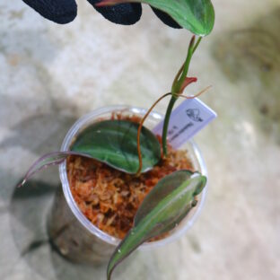 ③/-TGK-r60402-/フィロデンドロン ミカンス 斑入り'ベルベットハロ'/Philodendron micans variegated 'Velvet Halo'