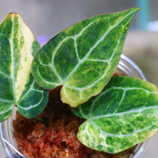 🦍-TGK-r60402-  🦍 / Anthurium crystallinum variegated /アンスリウム・クリスタリナム斑入り