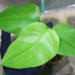 国内実生増殖株管理No.2 / 🦍-TGK-r0307s-🦍/Monstera deliciosa variegated (borsigana type mint) from Japan
