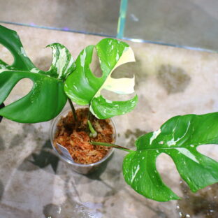 🦍 -TGK-r60402- 🦍 / Rhaphidophora tetrasperma ‘Thai Constellation’  / ラフィドフォラ テトラスペルマ 'タイコンステレーション'
