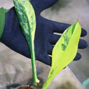 🦍 -TGK-r50404-  🦍 /Philodendron joepii variegated/ フィロデンドロン ジョーピー斑入り