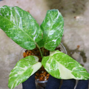 ②/-TGK-r50404-/Calathea musaica variegated/カラテア ムサイカ 斑入り