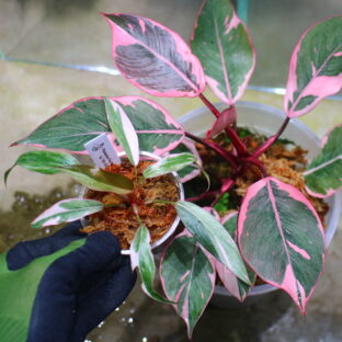 -TGK-r60402-/Philodendron 'Pink Princess' mutation  /  フィロデンドロン ピンクプリンセス ミューテーション