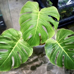🦍-TGK-r3010-🦍/Monstera deliciosa ‘White Edge Monster’ / モンステラ・デリシオーサ ‘ホワイトエッジモンスター’