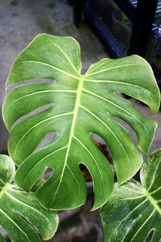 モンステラ　専用 🦍-TGK-r3010-🦍/Monstera deliciosa 'White Edge Monster