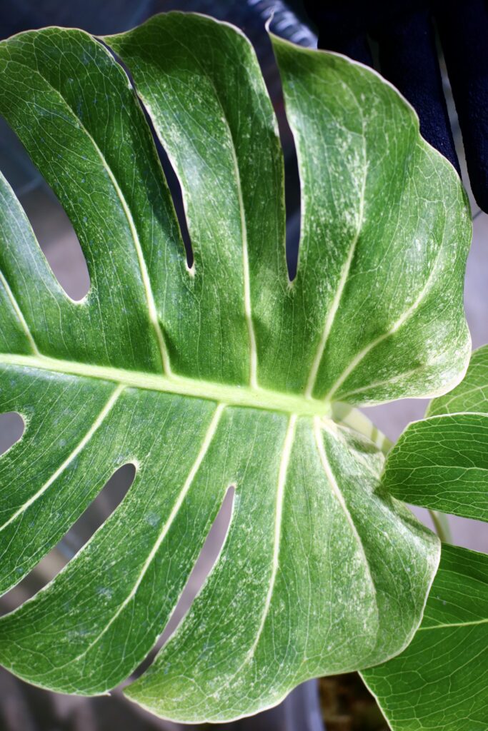 ワタル　モンステラ50 斑入　ホワイトスノー　デリシオーサ　葉付き発根済 モンステラ スーパーホワイトは葉焼けしずらい白斑品種 | 斑入り