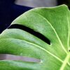 🦍-TGK-r3010-🦍/Monstera deliciosa ‘White Edge Monster’ / モンステラ・デリシオーサ ‘ホワイトエッジモンスター’ - 画像 (14)