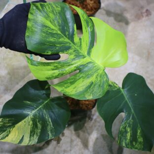 🦍 -TGK-r3012s - 🦍 / Monstera deliciosa yellow variegated   from Japan  国内実生増殖株管理No.6