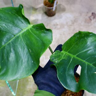 国内実生増殖株管理No.3 / -TGK-r3012s - / Monstera deliciosa mutation yellow variegated from Japan