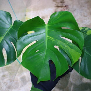 国内実生増殖株管理No.1 / Monstera deliciosa variegated from Japan (green on green type)  🦍-TGK-r3012s - 🦍