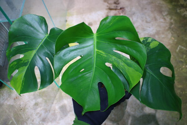 国内実生増殖株管理No.1 / Monstera deliciosa variegated from Japan (green on green type)  🦍-TGK-r3012s - 🦍