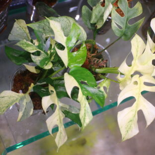 🦍-TGK-r60402-🦍/Rhaphidophora Tetrasperma 'White Monster' /ラフィドフォラ　テトラスペルマ　'ホワイトモンスター'
