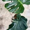 -TGK-r3012s - / Monstera deliciosa mutation yellow variegated from Japan 　国内実生増殖株管理No.3 - 画像 (2)
