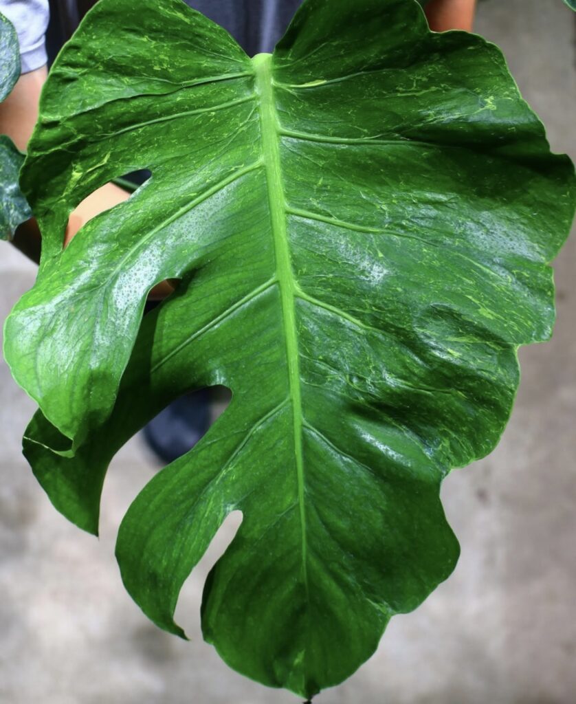 橋*矢様 【珍希少】Monstera deliciosa 選抜個体'奇形葉'スペ 橋*矢様 【珍希少】Monstera deliciosa 選抜個体'奇形葉'スペ