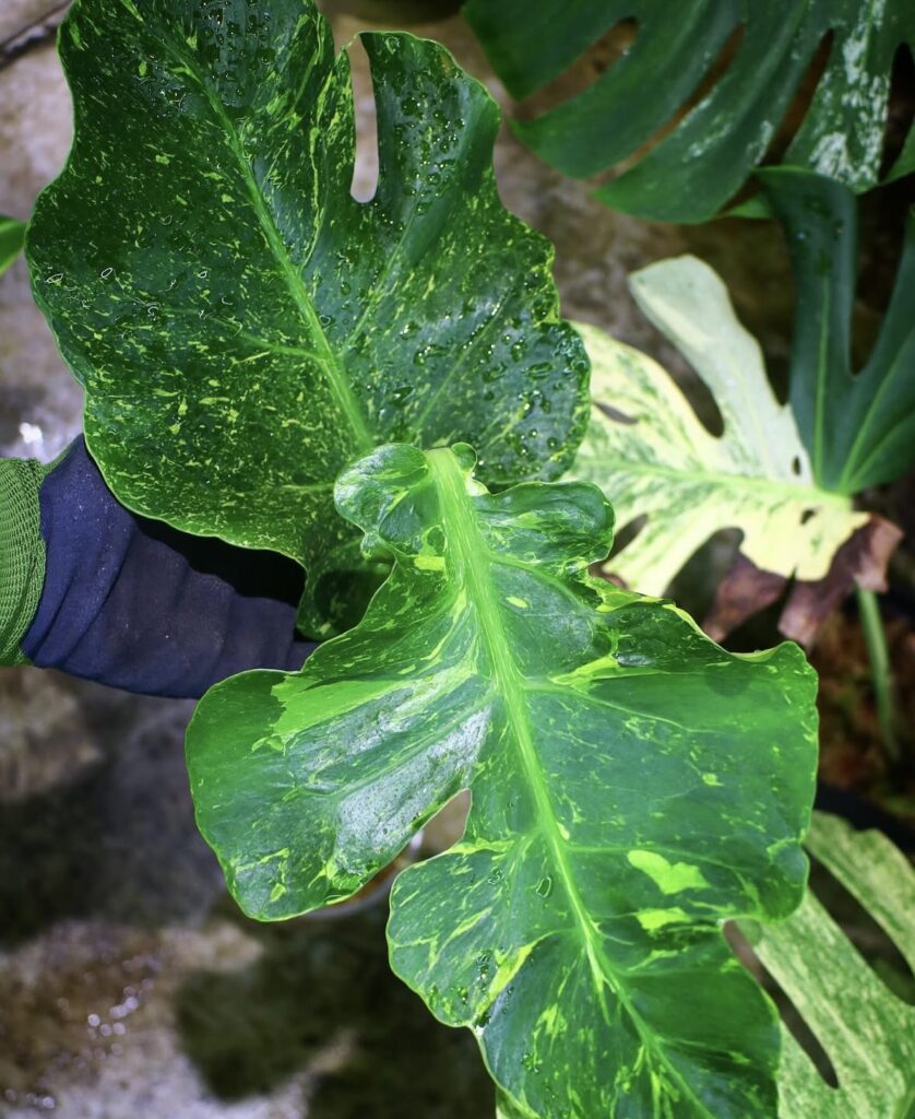 🦍-TGK-r3012s -🦍 / Monstera deliciosa mutation yellow