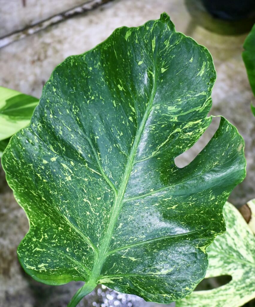 🦍-TGK-r3012s -🦍 / Monstera deliciosa mutation yellow