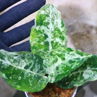 Aglaonema picutum variegated from Aceh Sumatra -TGK-RIIX0035LH-  / アグラオネマピクタム斑入り/TGK輸入便