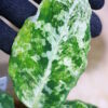 Aglaonema picutum variegated from Aceh Sumatra -TGK-RIIX0035LH-  / アグラオネマピクタム斑入り/TGK輸入便 - 画像 (6)