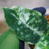 Aglaonema picutum variegated from Aceh Sumatra -TGK-RIIX0035LH-  / アグラオネマピクタム斑入り/TGK輸入便 - 画像 (10)
