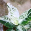 Aglaonema picutum variegated from Aceh Sumatra -TGK-RIIX0036LH-  / アグラオネマピクタム斑入り/TGK輸入便 - 画像 (5)
