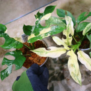 🦍 -TGK-r60402- 🦍 / Rhaphidophora tetrasperma 'White Monster' 〔 narrow leaf type 〕 / ラフィドフォラ テトラスペルマ 'ホワイトモンスター' 〔ナローリーフタイプ〕左側の個体を販売