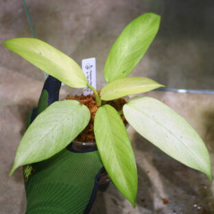 -TGK-r50404-/ Philodendron 'Whipple Way'/ フィロデンドロン 'ホイップル ウェイ'