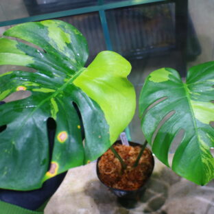 国内実生増殖株管理No.1 / Monstera deliciosa variegated from Japan (green on green type)  🦍-TGK-r3012s - 🦍