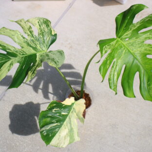 国内実生増殖株管理No.5 / Monstera deliciosa variegated from Japan / 🦍 -TGK-r3012s -