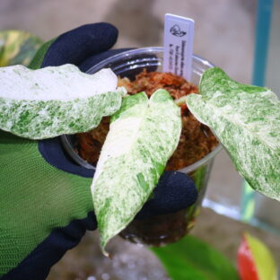 🦍-TGK-r60402-🦍 / Schismatoglottis ciliata variegated from Kalimantan Barat スキスマトグロッティス キリアータ斑入り/ THE GREEN KONGの推し、“ゴリラも惚れる毛モノ植物”