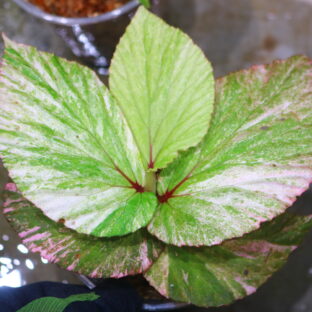 ベゴニア写真集　Asian Begonia 300 Species … 300 Species Portraits Asian Begonia - BEGONIASYMAS.COM