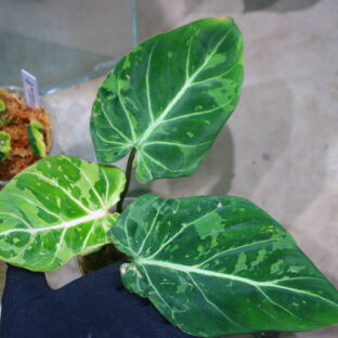 🦍-TGK-r50404-🦍/ Philodendron gloriosum mutation variegated /フィロデンドロン グロリオーサム ミューテーション斑入り