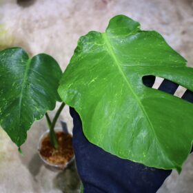 国内実生増殖株管理No.3 / -TGK-r3012s - / Monstera deliciosa mutation yellow variegated from Japan
