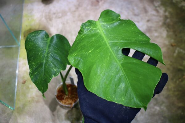 国内実生増殖株管理No.3 / -TGK-r3012s - / Monstera deliciosa mutation yellow variegated from Japan