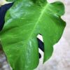 国内実生増殖株管理No.3 / -TGK-r3012s - / Monstera deliciosa mutation yellow variegated from Japan - 画像 (4)