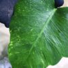 国内実生増殖株管理No.3 / -TGK-r3012s - / Monstera deliciosa mutation yellow variegated from Japan - 画像 (3)