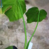 国内実生増殖株管理No.3 / -TGK-r3012s - / Monstera deliciosa mutation yellow variegated from Japan - 画像 (5)