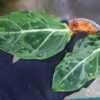 🦍-TGK-r50404-🦍/ Philodendron gloriosum mutation variegated /フィロデンドロン グロリオーサム ミューテーション斑入り - 画像 (2)