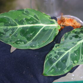 🦍-TGK-r50404-🦍/ Philodendron gloriosum mutation variegated /フィロデンドロン グロリオーサム ミューテーション斑入り