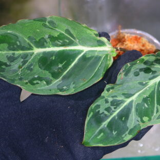 🦍-TGK-r50404-🦍/ Philodendron gloriosum mutation variegated /フィロデンドロン グロリオーサム ミューテーション斑入り