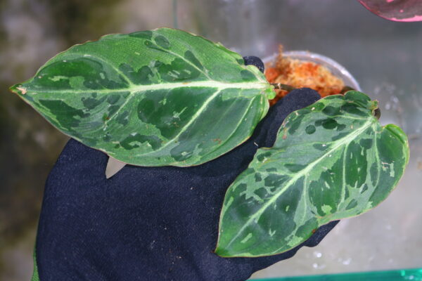 🦍-TGK-r50404-🦍/ Philodendron gloriosum mutation variegated /フィロデンドロン グロリオーサム ミューテーション斑入り