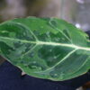 🦍-TGK-r50404-🦍/ Philodendron gloriosum mutation variegated /フィロデンドロン グロリオーサム ミューテーション斑入り - 画像 (3)