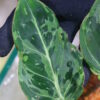 🦍-TGK-r50404-🦍/ Philodendron gloriosum mutation variegated /フィロデンドロン グロリオーサム ミューテーション斑入り - 画像 (4)