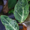 🦍-TGK-r50404-🦍/ Philodendron gloriosum mutation variegated /フィロデンドロン グロリオーサム ミューテーション斑入り - 画像 (5)