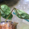 🦍-TGK-r50404-🦍/ Philodendron gloriosum mutation variegated /フィロデンドロン グロリオーサム ミューテーション斑入り - 画像 (6)