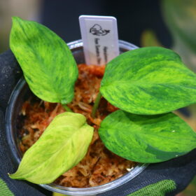 🦍-TGK-r50827lh-  🦍/ホマロメナ黄斑入り/TGK輸入便 Homalomena sp. aurea variegated  from Sumatera Utara