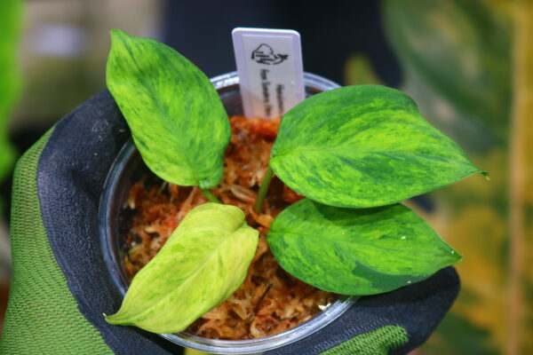 🦍-TGK-r50827lh-  🦍/ホマロメナ黄斑入り/TGK輸入便 Homalomena sp. aurea variegated  from Sumatera Utara