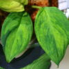 🦍-TGK-r50827lh-  🦍/ホマロメナ黄斑入り/TGK輸入便 Homalomena sp. aurea variegated  from Sumatera Utara - 画像 (10)